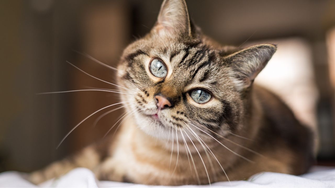 Brown tabby cat