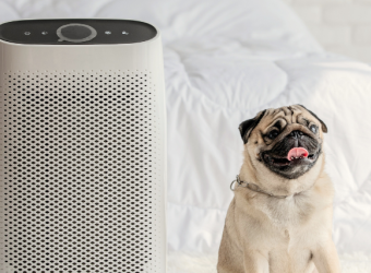 Air Quality and Animals: How Wildfire Smoke Affects Your Pets